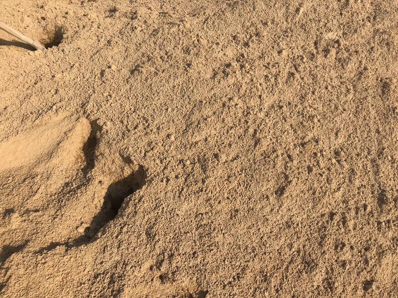 新北区黄沙批发